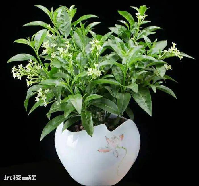 驱蚊树哪种比较好用(十种驱蚊且好养的植物品种)-图片8